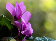 20110509_26