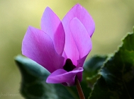 20110509_28