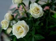 20110509_314