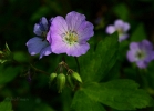 20110509_376