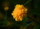20110509_64