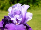 20110511_190