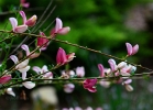 20110523_44