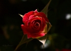 20110523_548