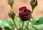 20110529_156