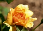 20110529_180