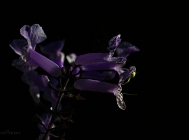 20110530_156