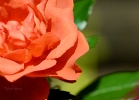 20110530_242