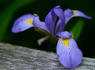 20110530_586