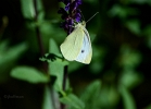 20110601_4