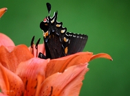 20110602_59
