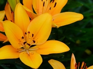 20110604_91
