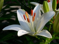20110608_27