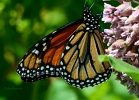 20110616_15