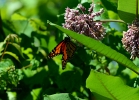 20110616_8