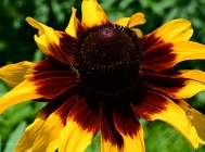 20110709_133
