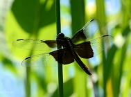 20110715_57