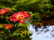 20110720_42