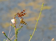 20110720_61