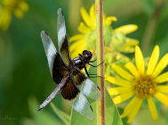 20110723_251