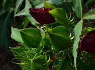 20110723_272