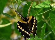 20110726_121