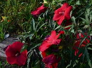 20110727_35