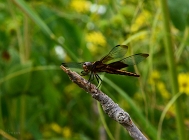 20110728_120
