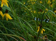 20110728_88