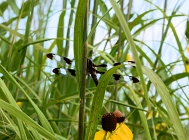 20110728_97