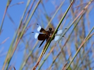 20110816_148