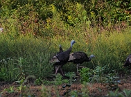 20110911_13