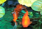 animals-100_0253-goldfish