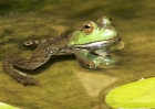 animals-82408-069-frog