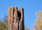 fence-100408-087-fence_post