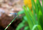 insects-100_2440-dragonfly