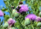insects-83008-038-bumble_bees