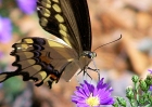 insects-91607-030-butterfly