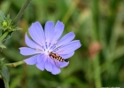 insects-92708-040-blue_flower_bee