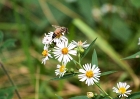 insects-92708-049-daisy_bee