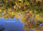 reflections-101208-006-sugar_creek_trees