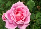 roses-102607-001-pink_bloom