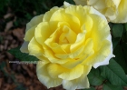 roses-102607-002-yellow_bloom