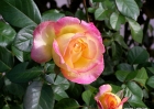roses-102607-009-gradient_bloom_XEDIT