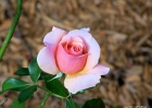 roses-102607-028-pink_bud