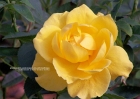 roses-102607-029-yellow_bloom