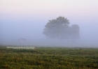 sunrise-81608-088-foggy_sunrise