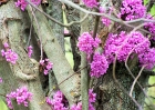 trees-050308-025-redbud