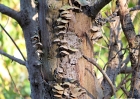 trees-100208-072-fungus_tree