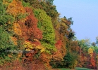 trees-101508-005-fall_trees
